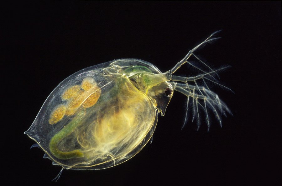 daphnia research Aggregating the world’s open access research papers core is providing a valuable service in support of repositories by aggregating the content repositories. daphnia research Aggregating the world’s open access research papers core is providing a valuable service in support of repositories by aggregating the content repositories.